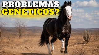 O Quarto de Milha Mais Bonito Tem Problemas Genéticos?