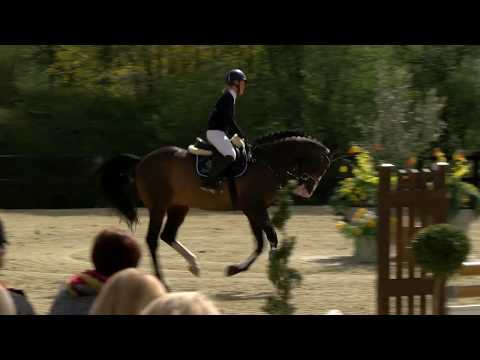 Clooney Hengstschau 2017