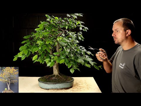 Sick Hornbeam Bonsai Tree’s 3 Year Makeover