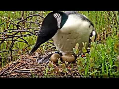 Loon Egg Pip Showing (slow motion)