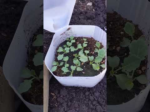 2024 Cool Crops Started