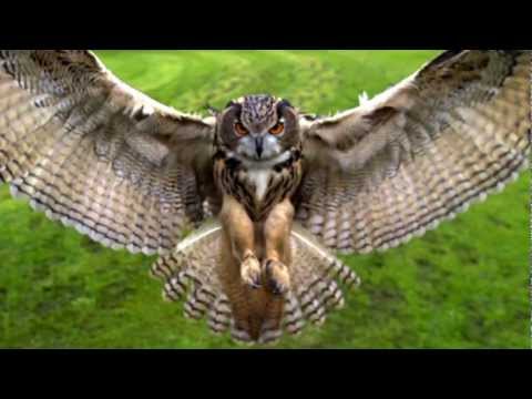 KEMMEI - Like a Bird