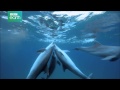 Delfine Hautnah Berauschender Kugelfisch Clip HD Deutsch German