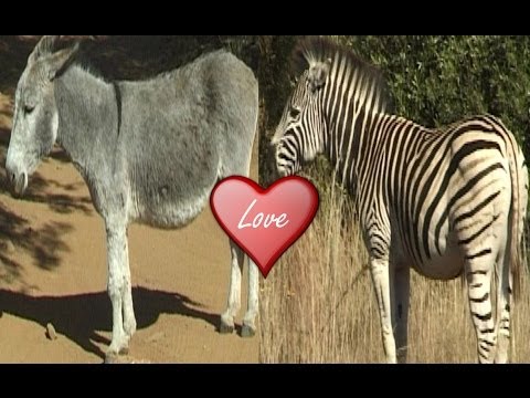 image-Wie nennt man einen Esel und ein Zebra?