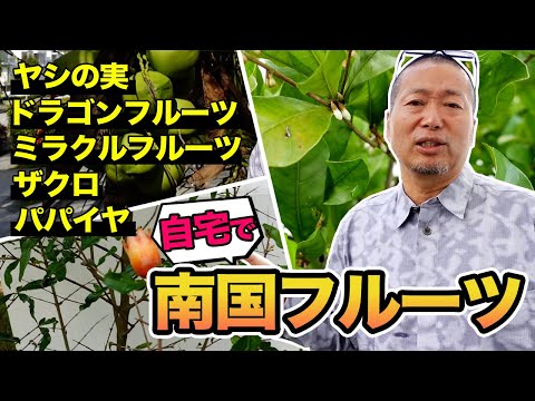 小さな果樹で生垣を作る