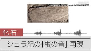ジュラ紀の「鳴く虫」どんな声？　コオロギやキリギリスの仲間の音を再現
