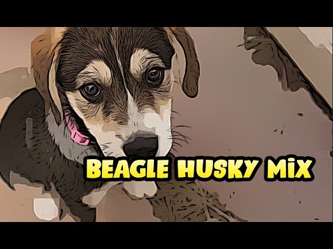 Husky Beagle Mix Guide