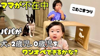 ママが不在中、パパが犬、2歳児、0歳児をワンオペできるかな？ 【こむこまつり】