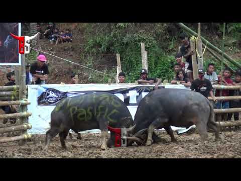 Bujang Lapu' Awa' TIm Bumi Jangkar  Win  VS Rawa Rontek Tim Lintas Pasifik