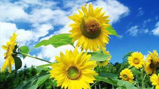 Mulan OST (Ending song) - Emil Chow