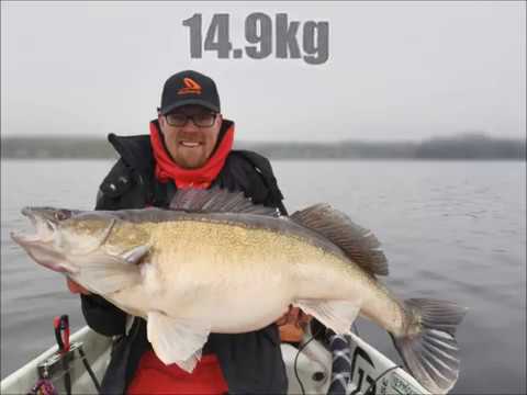 The World`s biggest C&R zander! 14.9kg