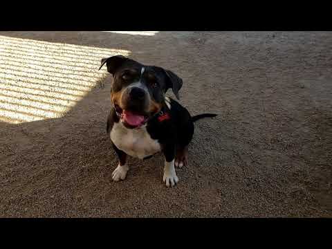 FERGIE, an adopted Pit Bull Terrier & American Staffordshire Terrier Mix in Phoenix, AZ_image-1