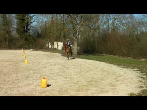 Gelding English Thoroughbred For sale 2009 Chesnut