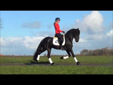 Stal Okkema's Tjalling Thorben x Anton stallion of 2014