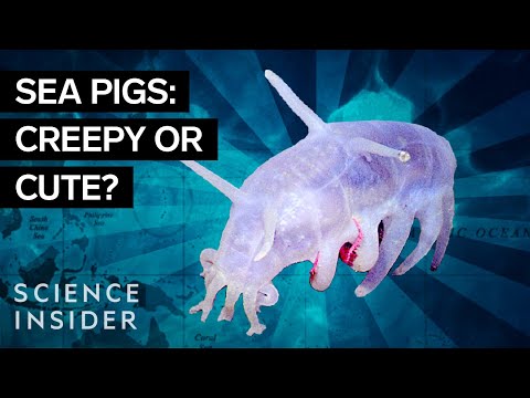 マリアナ海溝の中身は？ (What's Inside The Mariana Trench?)