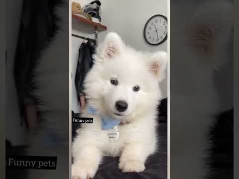Cute puppy whining #cute #puppy #whine