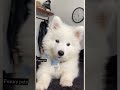 Cute Puppy Whining Cute Puppy Whine