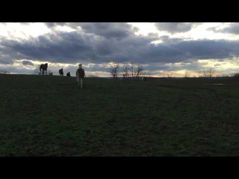 Herd Galloping into the Sunset