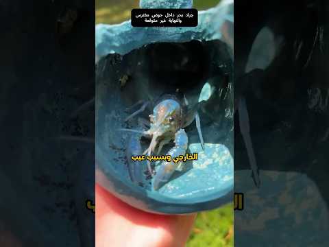 جراد بحر بعيب جيني بنسبة واحد إلى مليون 🦞😮