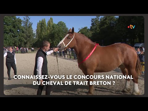 Le concours national du cheval de trait breton