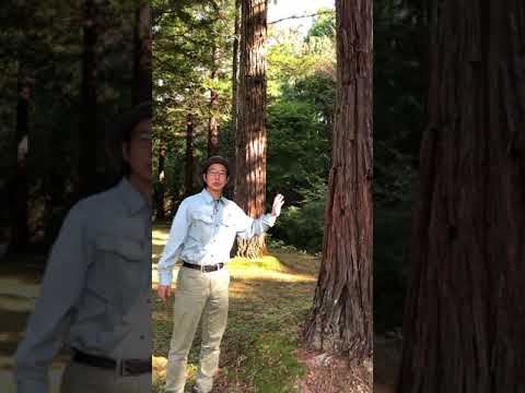 カリフォルニア州ミュアウッズのセコイア