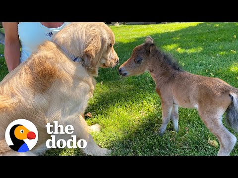 , title : 'Mini Horse Tries So Hard To Make His Very First Friend | The Dodo Little But Fierce'