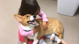 Dog Stops Little Girl's Tantrum