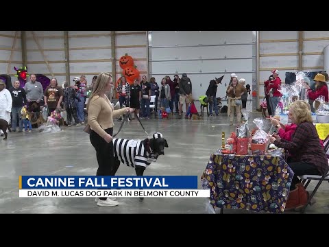 Halloween goes to the dogs at Belmont County's Canine Fall Festival - YouTube