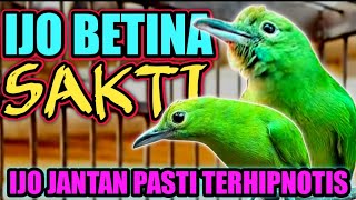 Download lagu CUCAK IJO BETINA SAKTI‼️ BIKIN IJO JANTAN BIRAHI DAN AKTIF BUNYI mp3