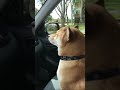 Yakkai Thiri WhatsApp Status ARR Rahman Dog Vibing