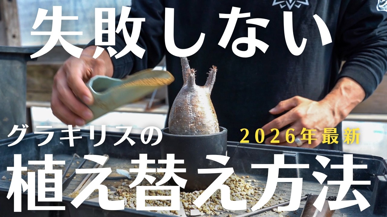 【失敗しないグラキリスの植え替え方法】初心者こそ“必ず”知ってから植え替えすべきワケ。
