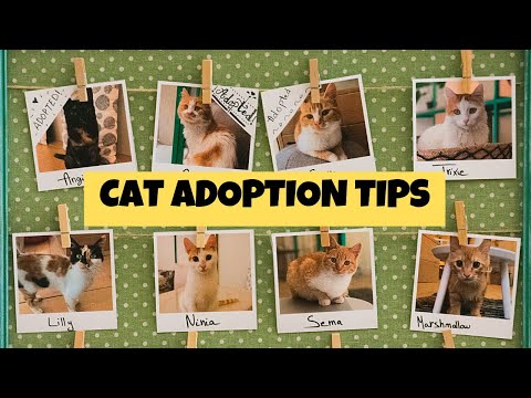 10 Things to Know BEFORE Adopting a Cat
