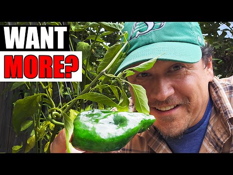 Starting Pepper Seeds Indoors How When and Why Part 1 of 3