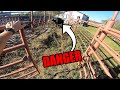 Loading A KILLER BULL