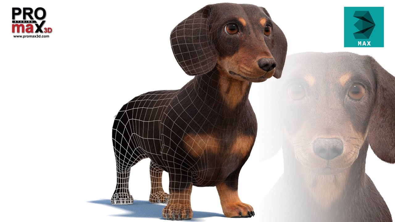 Dachshund Dog Fur 3D Model