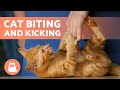 My Cat BITES And KICKS Me Causes And What To Do