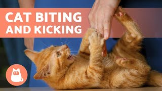 My Cat BITES and KICKS Me 💥🐈 (Causes and What to do)