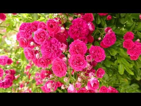 GARDEN,U NÁS DOMA 13.6.2019,DRNOVICE CZ.