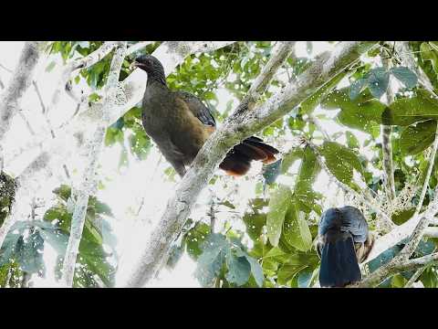 Aracuã-do-pantanal: Casal Chamando! (Ortalis canicollis), Chaco Chachalaca, Charata, Aranquã, Araquã