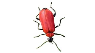 Black-headed Cardinal Beetle