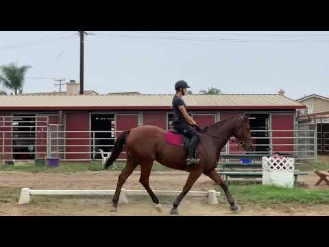 Find your Trot to Walk Transition