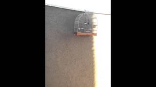 Curió voltando da muda