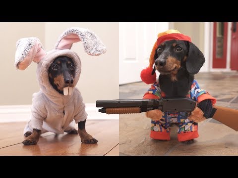 Watch lagu Images Videos Celebrity Dachshund Youtube, Watch Images Celebrity Dachshund Youtube free Watch Images, Watch Images Celebrity Dachshund Youtube