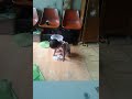 Kena Grebek Bingung Pakek Celana