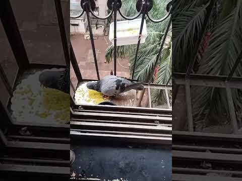 "Hungry Pigeon Eating Grains | So Satisfying to Watch""Kabutar Ka Khana Khana | Real Nature ASMR