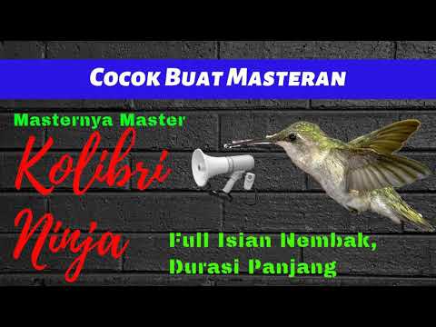 download lagu mp3 mp4 Masteran Kolibri Ninja Full Isian Nembak Mp3, download lagu Masteran Kolibri Ninja Full Isian Nembak Mp3 gratis, unduh video klip Masteran Kolibri Ninja Full Isian Nembak Mp3