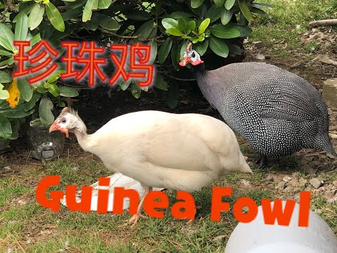 , title : '[Eng Sub]珍珠鸡--史上智商最低肉最好吃的鸟！Do you know about Guinea Fowl?'