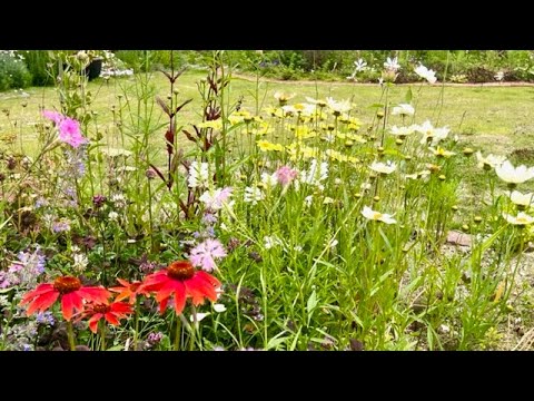 白い花の咲く植物：春に庭に植える4つの多年草  庭園