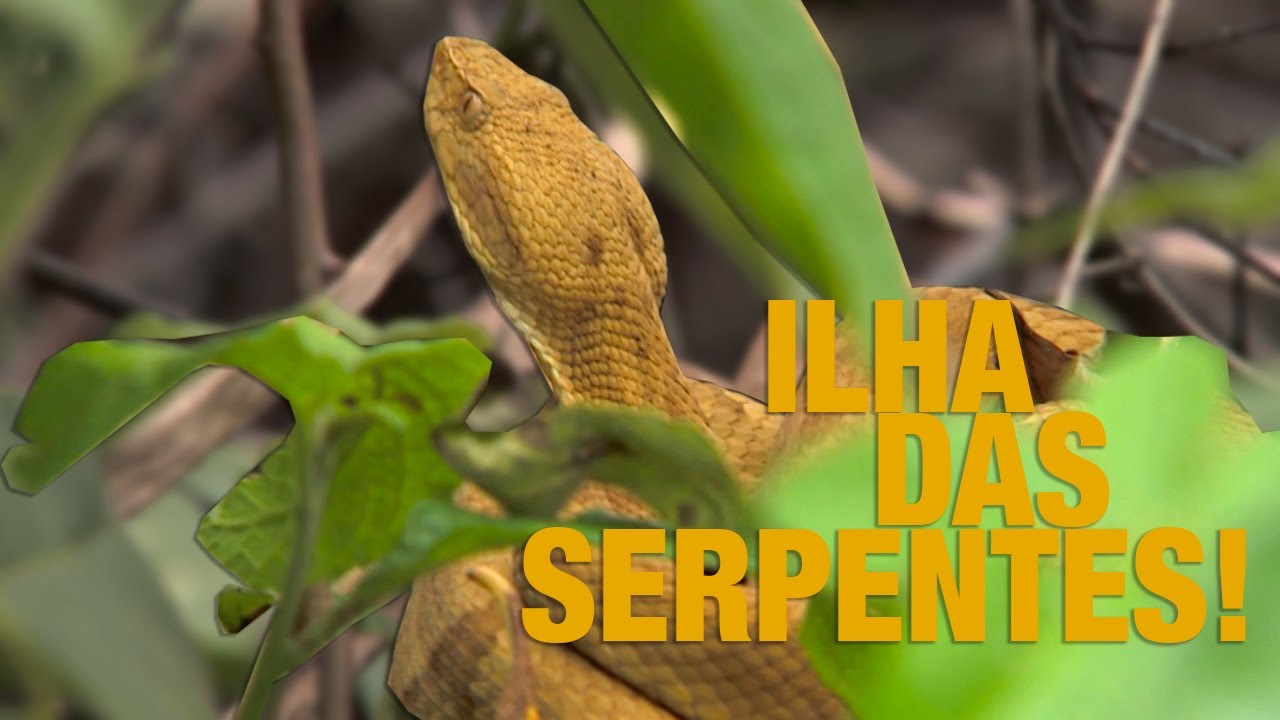 A RARA E FAMOSA JARARACA ILHOA, ENDÊMICA DA ILHA DE QUEIMADA GRANDE | RICHARD RASMUSSEN