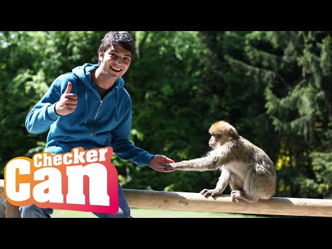 Der Affen-Check | Reportage für Kinder | Checker Can